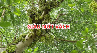 Người xưa dạy: Trồng cây sung vị trí này thì gia đình giàu có, con cháu hưng thịnh. Đó là chỗ nào?