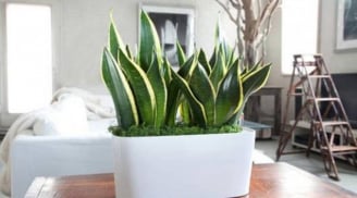 Phòng khách có 3 thứ này, năng lượng dương tăng lên, vượng khí dồi dào