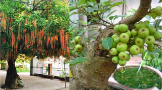 3 cây đệ tử Thần Tài trồng trước nhà con cháu đời đời giàu có, 3 cây ác càng trồng càng nghèo khổ