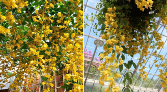 3 loại cây dây leo trồng ở ban công, không tốn công chăm sóc, hoa nở thành rèm đẹp miễn chê