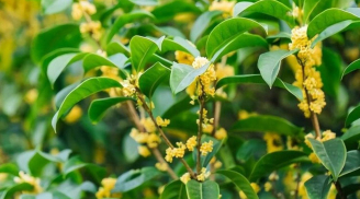 Tại sao không nên trồng cây mộc hương trước cửa nhà? Lý do không hề mê tín