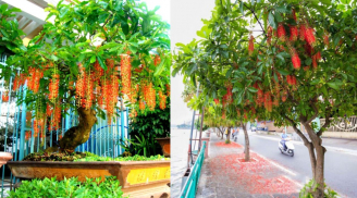 Trồng cây lộc vừng nở hoa rất đẹp nhưng có 3 lý do nhiều người sợ, hãy cân nhắc trước khi trồng trước nhà