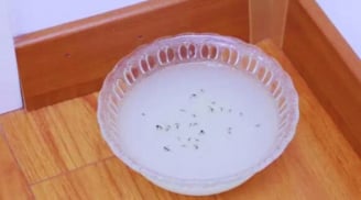 Đặt bát nước này ở góc nhà: Muỗi tự động tránh xa, cả nhà không còn bóng 1 con muỗi nào
