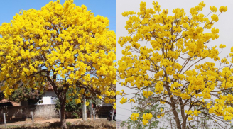 Trồng cây hoa phong linh trước nhà có tốt không?