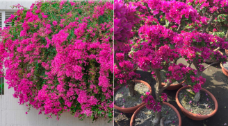 3 thời điểm tốt nhất để bón phân cho cây hoa giấy, giúp hoa nở nhiều quanh năm