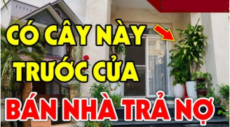 4 loại cây ác cây càng xanh tươi, người càng khánh kiệt, nghèo khổ: Đó là cây gì?
