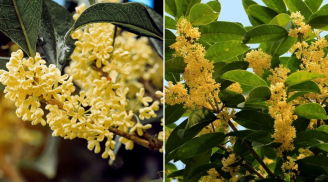 Cây mộc hương (quế hoa) có khó trồng không?