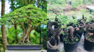Nghệ thuật bonsai cây ăn quả: Cặp tác phẩm 'độc nhất vô nhị' giá tỷ đồng, chủ nhân từ chối bán