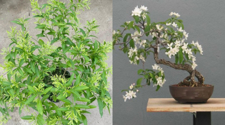 9 loại cây cảnh phong thủy giúp gia tăng tài lộc, nên trồng trước nhà thay vì trong nhà