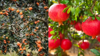 Tại sao người xưa nói trồng cây hồng phía Tây trồng cây lựu phía Đông, thu vàng hút bạc vào nhà?