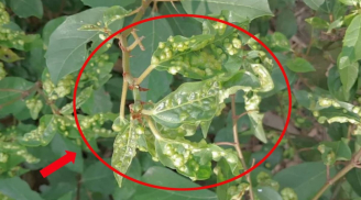 Nốt sần trên lá sung có ăn được không?
