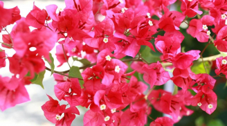 Trồng hoa giấy trong nhà: Vì sao đây là điều đại kỵ?