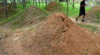 Hai thứ mọc trước mộ khiến con cháu giàu sang nhiều đời: Bí ẩn lời dạy của ông cha ta