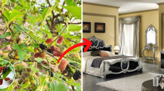 Người xưa dặn, 4 cây không trồng trước cửa, 3 vật không treo trong nhà: Rất nhiều nhà đang mắc phải