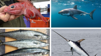 8 loại cá tưởng bổ dưỡng nhưng chứa nhiều thủy ngân: Đặc biệt loại 1, chứa nhiều độc tố, mọi người lại thích ăn
