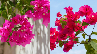 5 mẹo để trồng cây hoa giấy nở nhiều hoa, hoa sum suê quanh năm