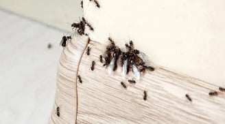 Dùng 3 nguyên liệu nhà bếp, kiến 'một đi không trở lại', an toàn với trẻ nhỏ, hiệu quả tức thì