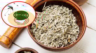 Không cần hương muỗi, dùng thứ có sẵn trong nhà này khiến muỗi chạy sạch, vừa rẻ vừa an toàn