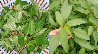 Chợ Việt có 2 loại vừa bổ vừa sạch, ít 'ngậm' thuốc trừ sâu, đặc biệt là loại số 1