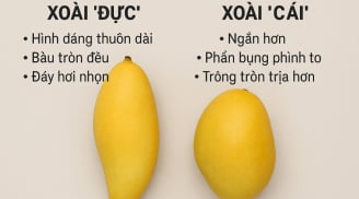 Mẹo chọn xoài chuẩn: Cách nhận biết xoài ‘đực’ cho thịt dày, hạt mỏng, ngọt lịm