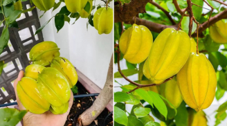 Mẹo trồng khế ra quả quanh năm, quả vừa to vừa ngọt