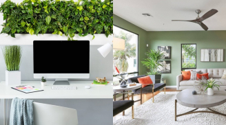 Người giàu thường đặt cây ở 4 vị trí này trong nhà, vận may kéo tới không ngừng, bạn thử là biết