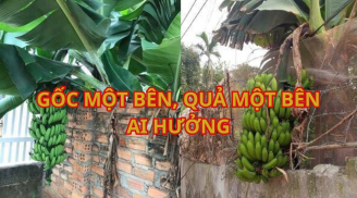 Nhà hàng xóm trồng cây, phần thân trên có quả nghiêng sang nhà mình thì phần đó thuộc sở hữu nhà nào?