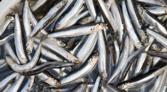 Ra chợ gặp 5 loại cá này đừng tiếc tiền mua: Cá tự nhiên ngọt thịt, ít xương, cực tốt cho sức khỏe