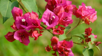 Trồng hoa giấy đúng cách, 3 con giáp này tài lộc vượng phát, tiền vào như nước