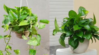 Vì sao cây trầu bà xanh tốt quanh năm nhưng nhiều người đưa vào 'danh sách đen', không trồng trong nhà?