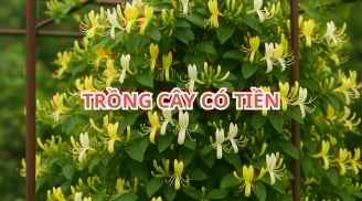 3 loại cây cảnh phong thủy dễ trồng vừa làm cảnh vừa tốt sức khỏe lại thu hút tài lộc, nhà nào cũng cần