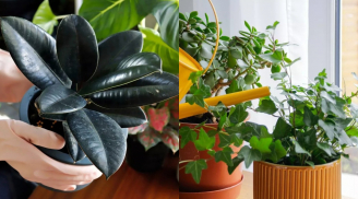 6 loại cây lọc không khí tốt nhất giúp làm sạch phòng ngủ, cải thiện giấc ngủ hiệu quả