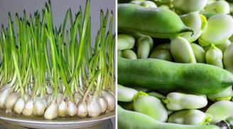 6 loại rau không lo thuốc trừ sâu, tốt như nhân sâm: Đi chợ thấy yên tâm mua, giá ực rẻ
