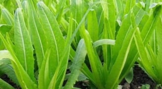 Loại rau giàu canxi gấp 3 lần sữa, ăn sống hay nấu chín đều cực tốt cho xương