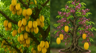 Trồng cây khế Chua hay Ngọt thì tốt hơn? 5 lưu ý trồng cây khế giúp Thu hút Tài Lộc, tăng cường sức khỏe