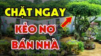 Cây âm đừng trồng trước cửa, cây dương không để quanh mộ: Đó là những loại cây nào?