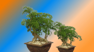 Trồng cây đinh lăng bao nhiêu năm tuổi là tốt nhất? Mách mẹo chọn củ đinh lăng giàu dược chất