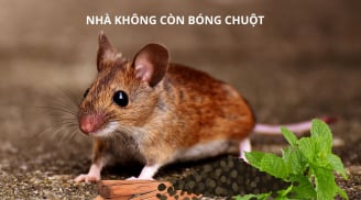 9 cách đuổi chuột ra khỏi nhà hiệu quả bằng nguyên liệu tự nhiên có sẵn trong bếp