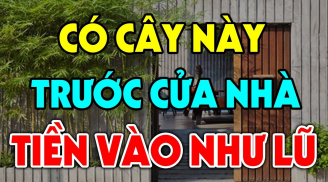 Âm Dương Hòa Hợp: 5 cây dương này trồng trước cửa càng xanh tốt Phúc -Lộc về càng nhiều