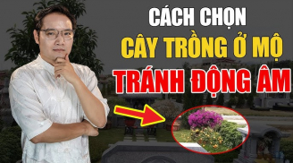 Cây Dương Không Trồng Trước Mộ, Động Âm: Cây càng xanh, người càng suy, đó là cây gì?