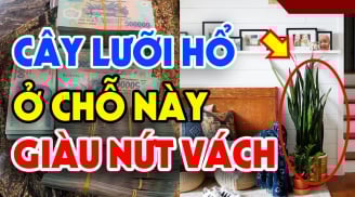 Cây lưỡi hổ trồng đúng 'hố vàng', gia chủ no nê Phúc Lộc, con cháu đề huề