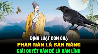 Khi con cư xử hỗn hào, thiếu lễ phép, đừng nổi giận:  Cha mẹ hãy áp dụng ngay “Định luật Con Quạ”