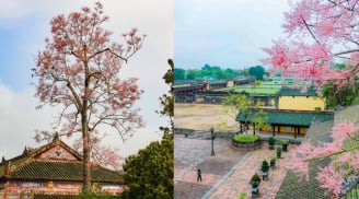 Loài cây này có nhiều ở TP.Huế, gắn với truyền thuyết Phượng Hoàng, biểu tượng vua chúa. Đó là cây gì?