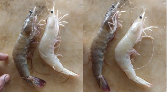 Mua tôm tươi, nhìn vào điểm này để phân biệt được tôm nuôi và tôm tự nhiên