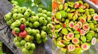 Tại sao quả sung lại có côn trùng, chúng tự sinh bên trong hay chui vào thế nào? Khám phá vô cùng bất ngờ