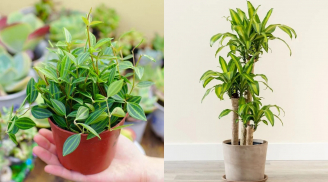 3 loại cây xanh chiêu tài hàng đầu: Người giàu ưa chuộng, Thần Tài nghe tên liền ghé, nghèo mấy cũng hóa giàu