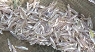 6 loại cá tự nhiên bổ dưỡng như nhân sâm, tổ yến: mua ngay khi đi chợ, giá bình dân, không nên bỏ lỡ