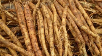 Loại cây mọc hoang ở Việt Nam hóa 'thần dược' trị ho, bồi bổ như sâm