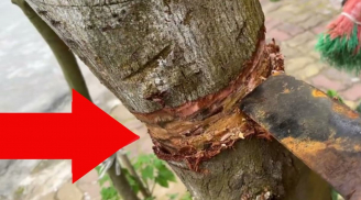 Chặt cây mất phúc: 3 loại cây 'giữ của', nghèo mấy cũng đừng dại chặt bỏ