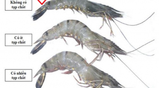 Đi chợ chọn tôm: Cứ nhìn vào chỗ này mà lựa, tôm tươi ngon 10 con chuẩn cả 10